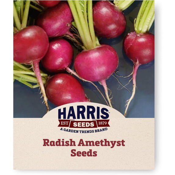 Harris Seeds - Radish Seeds Amethyst Variety White Flesh Roots - 5,000 Seeds
