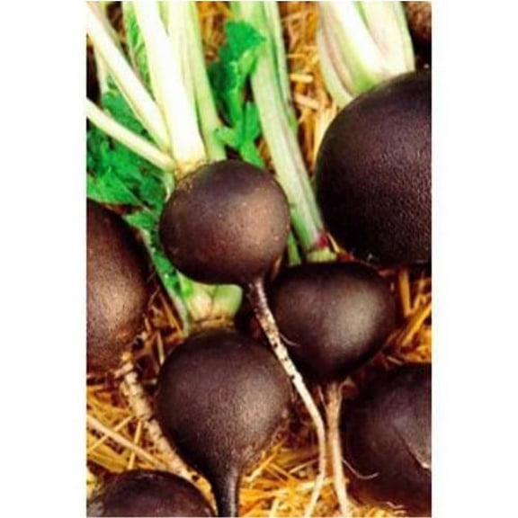 Radish Black Spanish Great Heirloom Vegetable BULK 8,000 Seeds