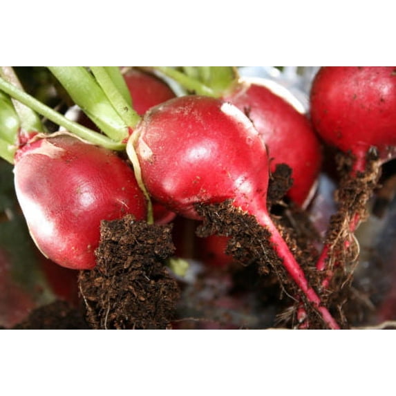 Radish Cherry Belle Great Heirloom Vegetable By Seed Kingdom 2,500 Seeds