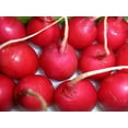 thumbnail image 1 of Radish Crimson Giant Great Heirloom Vegetable 1,200 Seeds, 1 of 1