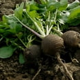 thumbnail image 1 of Radish Garden Seeds - Black Spanish Round - 4 Oz - Non-GMO Vegetable Gardening Seeds by Mountain Valley, 1 of 2