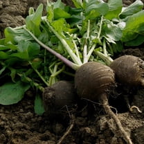 Radish Garden Seeds - Black Spanish Round - 4 g Packet ~300 Seeds - Non-GMO Vegetable Gardening Seeds by Mountain Valley