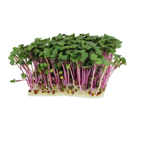 Radish Garden Seeds - Hong Vit - 4 g Packet ~300 Seeds - Organic, Non-GMO, Heirloom Vegetable Gardening & Microgreens Seeds