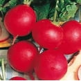 thumbnail image 1 of Radish German Giant Great Heirloom Vegetable 300 Seeds, 1 of 1