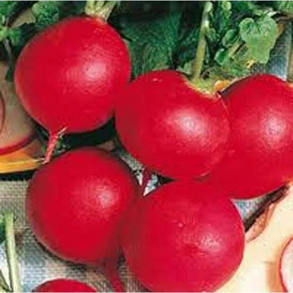 Radish German Giant Great Heirloom Vegetable 300 Seeds