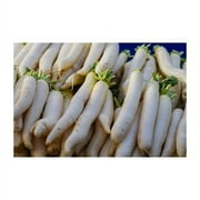 Radish Japanese Minowase Sprouting Microgreen Heirloom Vegetable By Seed Kingdom BULK 10,000 Seeds