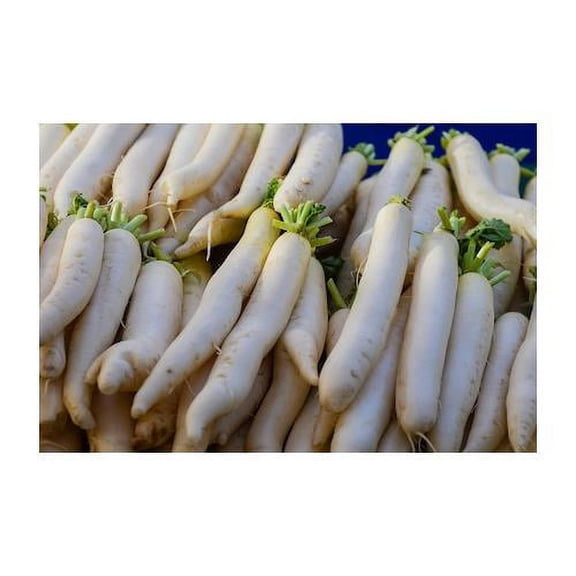 Radish Japanese Minowase Sprouting Microgreen Heirloom Vegetable By Seed Kingdom BULK 10,000 Seeds