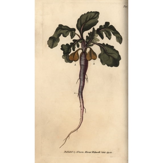 Radish, Raphanus Sativus, Root Vegetable Poster Print By ® Florilegius Mary Evans (24 X 36)