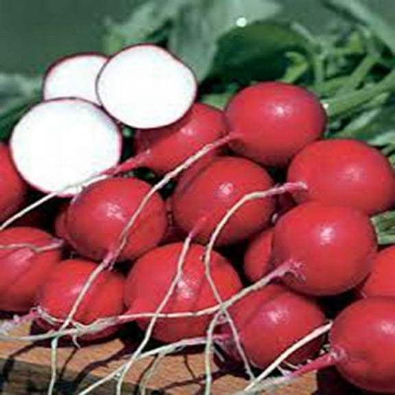 Radish Seed, Champion, Heirloom, Non GMO, 200 Seeds, Perfect Radishes