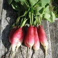 thumbnail image 1 of Radish Seed, French Breakfast Radish, Heirloom, Non GMO, 500 Seeds, Radishes, A Taste Delight, 1 of 1