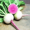 thumbnail image 1 of Radish Seeds - Chinese - Starburst - Hybrid - 1 g Packet ~125 Seeds - Non-GMO, F1 Hybrid - Asian Garden Vegetable, 1 of 1