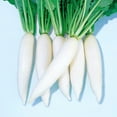thumbnail image 1 of Radish Seeds - Everest - Hybrid - 1 Oz ~1750 Seeds - Non-GMO, F1 Hybrid - Vegetable Garden, 1 of 7