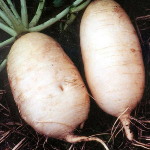Radish Seeds - Giant Luo Buo - 1 Oz ~3000 Seeds - Non-GMO, Heirloom - Asian Garden Vegetable & Microgreens
