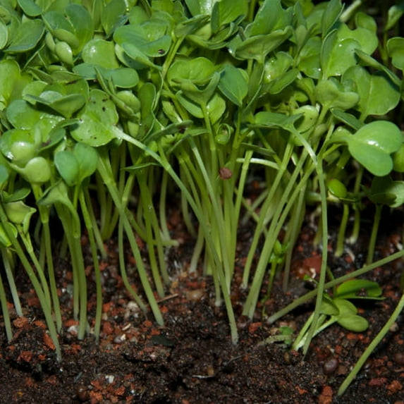 Radish Seeds - Green Stem - 25 Lb Bulk ~12000000 Seeds - Non-GMO, Heirloom - Vegetable Garden & Microgreens