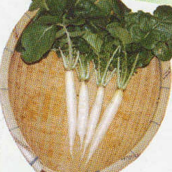 Radish Seeds - Iwai Daikon - 4 Oz ~10400 Seeds - Non-GMO, Heirloom - Asian Garden Vegetable & Microgreens
