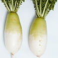 thumbnail image 1 of Radish Seeds - Korean - Fall Storage - Hybrid - 4 Oz ~16000 Seeds - Non-GMO, F1 Hybrid - Asian Garden Vegetable, 1 of 1