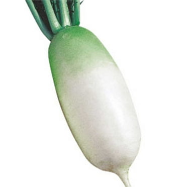 Radish Seeds - Korean - Shin Dong Ha - Hybrid - 2 g Packet ~250 Seeds - Non-GMO, F1 Hybrid - Asian Garden Vegetable