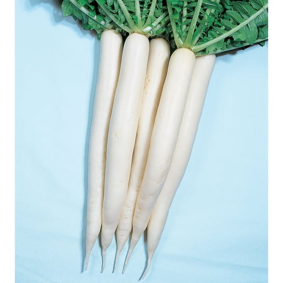 Radish Seeds - Mino Early - 2 g Packet ~700 Seeds - Non-GMO, Heirloom - Asian Garden Vegetable & Microgreens