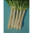 thumbnail image 1 of Radish Seeds - Nerima - 3 g Packet ~300 Seeds - Non-GMO, Heirloom - Asian Garden Vegetable & Microgreens, 1 of 1