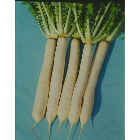 Radish Seeds - Nerima - 3 g Packet ~300 Seeds - Non-GMO, Heirloom - Asian Garden Vegetable & Microgreens