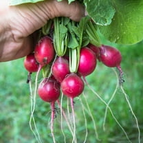 Radish Seeds - Pink Beauty - 4 g Packet ~350 Seeds - Raphanus sativus - Farm & Garden Vegetable & Microgreens Seeds - Non-GMO, Heirloom, Open Pollinated, Annual