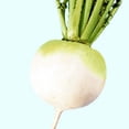 thumbnail image 1 of Radish Seeds - Shogoin Globe - 1 Lb ~44800 Seeds - Non-GMO, Heirloom - Asian Garden Vegetable & Microgreens, 1 of 1