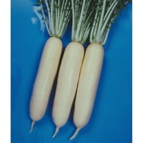 Radish Seeds - Wakayama White - 3 g Packet ~375 Seeds - Non-GMO, Heirloom - Asian Garden Vegetable & Microgreens
