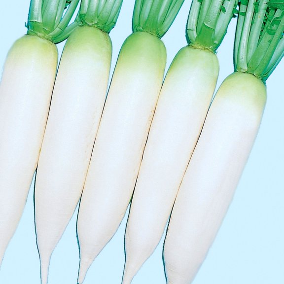 Radish Seeds - White Cannon - Hybrid - 4 Oz ~5200 Seeds - Non-GMO, F1 Hybrid - Vegetable Garden
