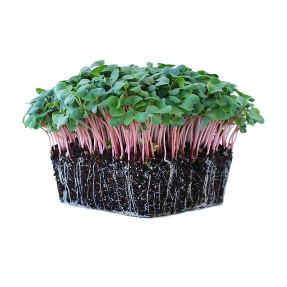 Radish Sprouting Seed - Minowase Variety - 3 g Packet ~300 Seeds - Heirloom Radishes - Non-GMO Gardening, Microgreen, and Sprout Seeds