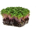 thumbnail image 1 of Radish Sprouting Seed - Red Arrow Variety - 1 Lb Seed Pouch - Heirloom Radish Sprouts - Non-GMO Sprouting and Microgreens, 1 of 8