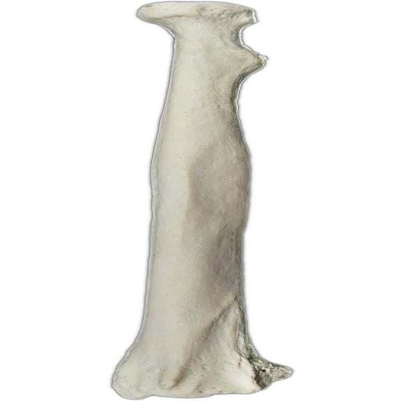 Radius Bone Model - LEFT - Anatomically Accurate Human Radial Bone Replica - Eisco