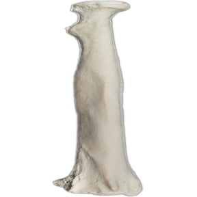 Radius Bone Model - RIGHT - Anatomically Accurate Human Radial Bone Replica - Eisco