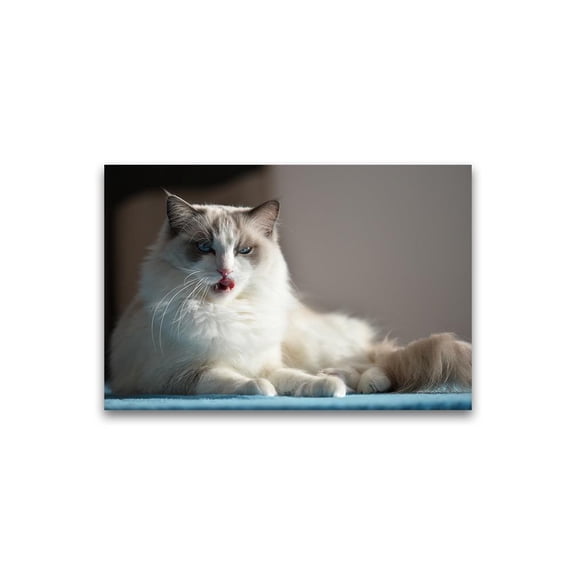 Ragdoll Cat Relaxing  Poster -Image by Shutterstock