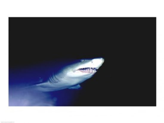 Ragged-tooth Shark Canvas Art - (24 x 18)