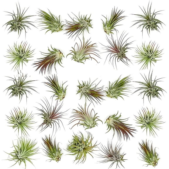 Ragnaroc 1-3" Tillandsia Ionantha Live Plants (25 Count)