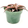 thumbnail image 1 of Ragnaroc 12" Red Aloe Christmas Carol in 4” Grower Pot, 1 of 4