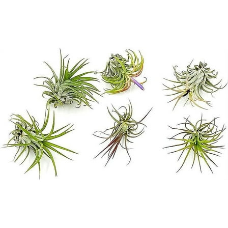 Ragnaroc 3" Tillandsia Ionantha Live Plants (6 Count)