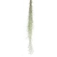 thumbnail image 1 of Ragnaroc Spanish Moss 15" Silvery-Green Tillandsia Usneoides Live Plants, 1 of 6