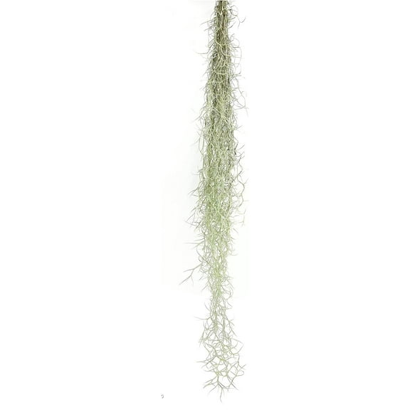 Ragnaroc Spanish Moss 15" Silvery-Green Tillandsia Usneoides Live Plants