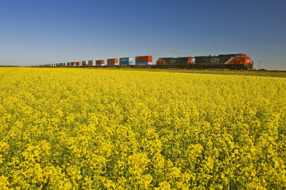Rail Cars Carrying Containers Passe A Canola Field Near Winnipeg Manitoba Canada Canvas Art - Dave Reede Design Pics (17 x 11)