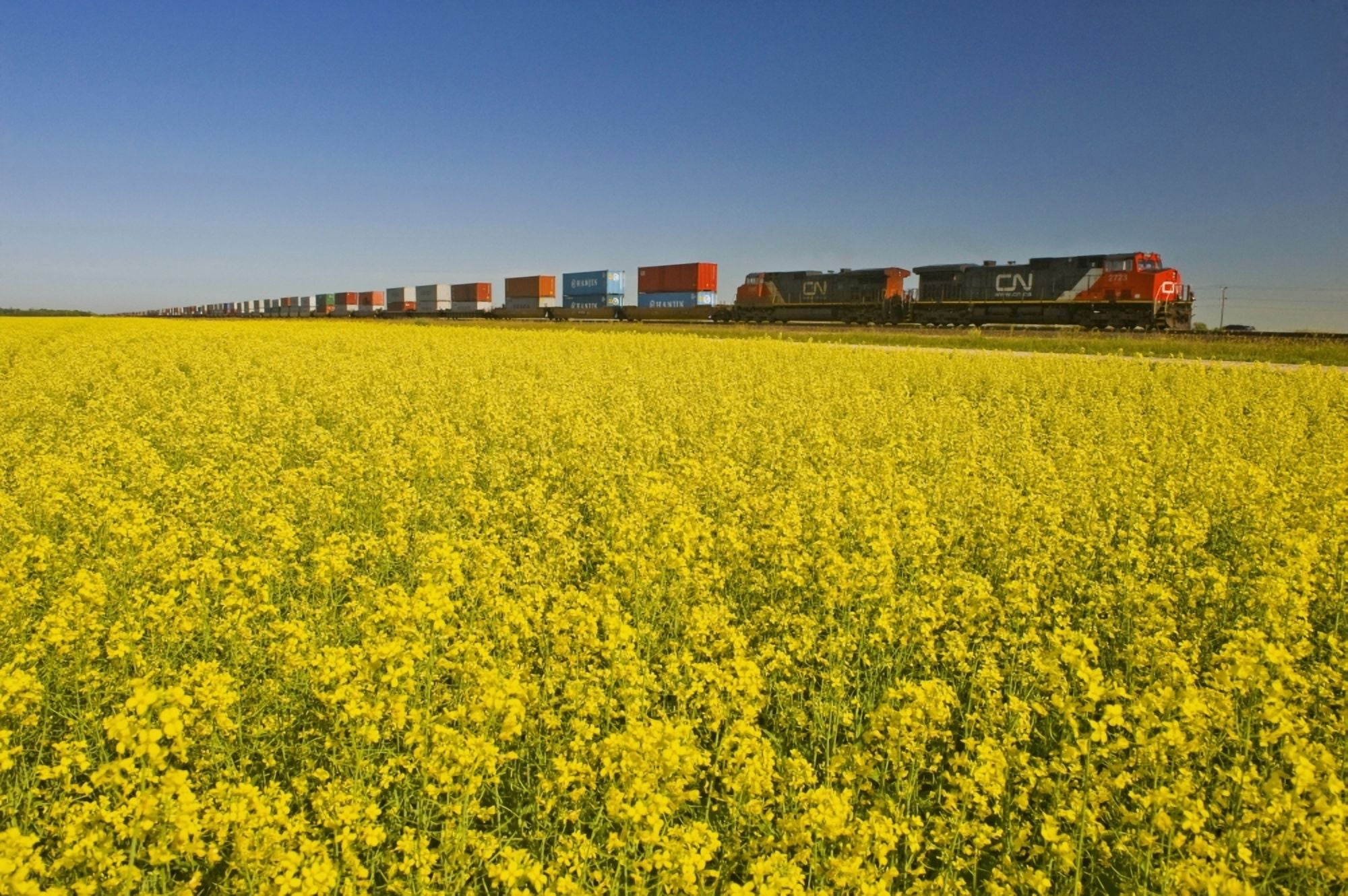 Rail Cars Carrying Containers Passe A Canola Field Near Winnipeg Manitoba Canada Canvas Art - Dave Reede Design Pics (34 x 22)