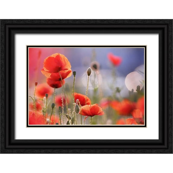 Raimond, Roeselien 14x11 Black Ornate Wood Framed with Double Matting Museum Art Print Titled - Poppy Delight