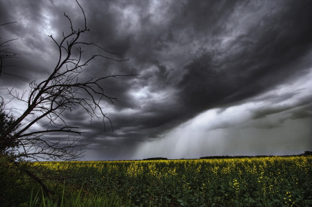Rain And Thunderstorm Over A Canola Field South Of Bon Accord Alberta Canvas Art - Dan Jurak Design Pics (34 x 22)