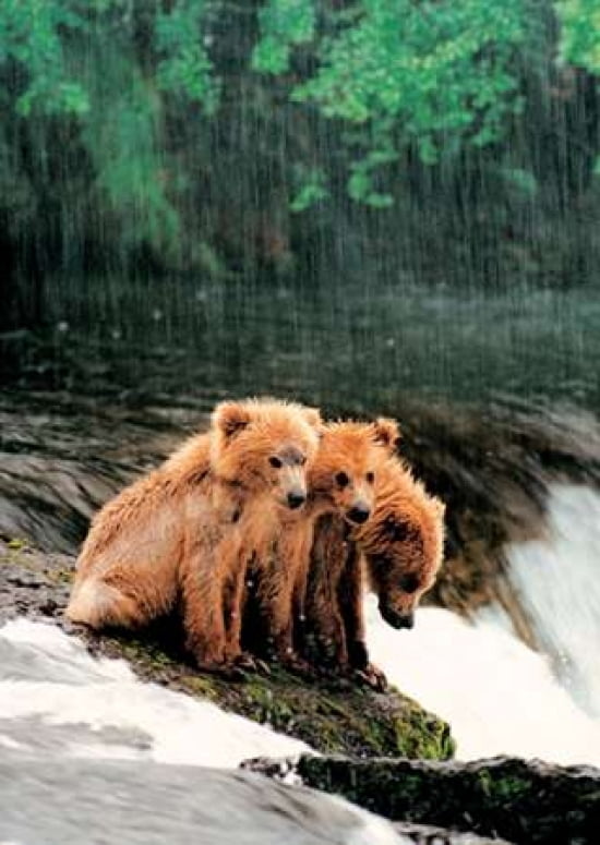 Rain Bears Canvas Art - Gary Crandall (20 x 28)