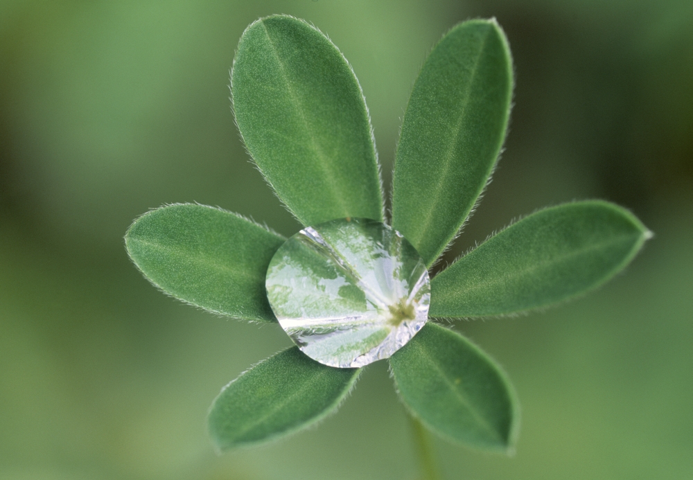Rain Drop On Leaves Of A Lupine Plant Kananaskis Country Alberta Canvas Art - Darwin Wiggett Design Pics (16 x 11)