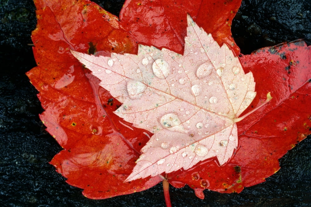 Rain Drops On Red Maple Leaves Canvas Art - Mike Grandmaison Design Pics (36 x 24)