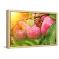 thumbnail image 1 of Rain Drops on Ripe Apples, Botanical Framed Art Print Wall Art by frenta Sold by Art.Com, 1 of 6