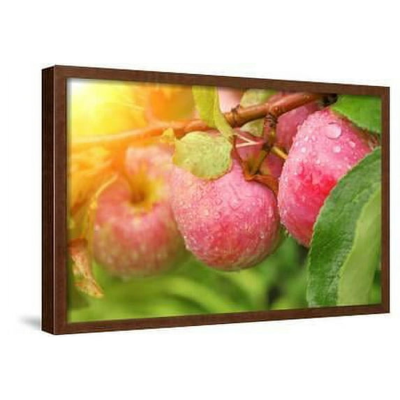 Rain Drops on Ripe Apples, Botanical Framed Art Print Wall Art by frenta Sold by Art.Com