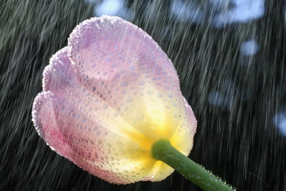 Rain Falling On A Tulip Canvas Art - Craig Tuttle Design Pics (19 x 12)