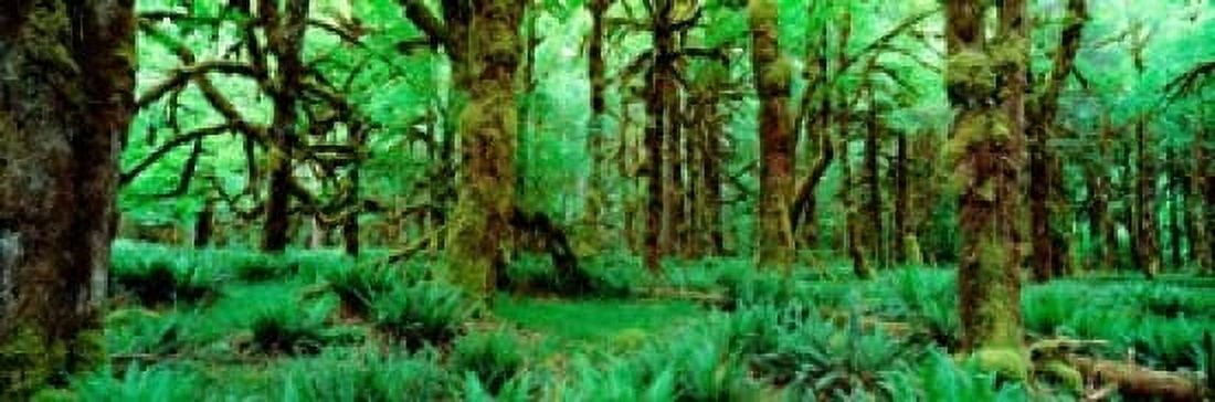 Rain Forest Olympic National Park Washington State Canvas Art - Panoramic Images (37 x 12)